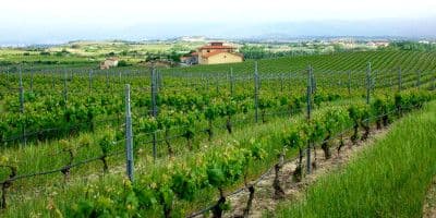 Bodegas y Viñedos Pujanza