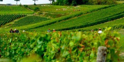 Champagne Taittinger